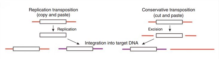 Transposon-Mediated Genome Manipulation