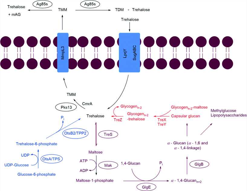 Trehalose utilization pathway (TUP) in Mycobacterium tuberculosis 