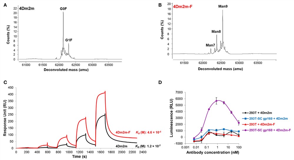 Fig.1 Use of ER α-mannosidase inhibitors- kifunensine, to produce high mannose glycoform with low fucose. (Li, et al., 2017)