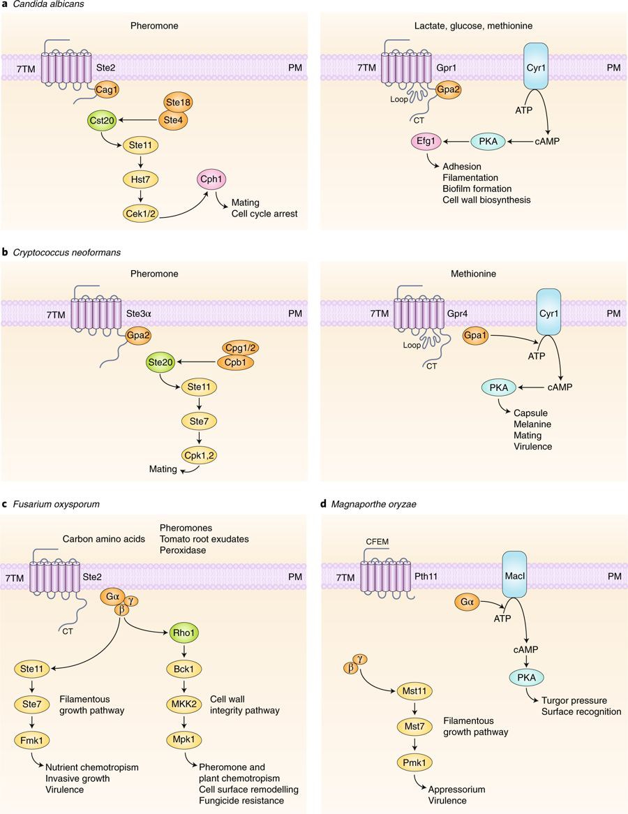 Signaling pathways related with filamentation and biofilm formation in fungi.