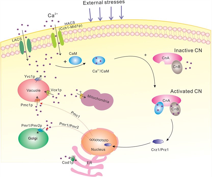 Description of the calcium-calcineurin signaling pathway in fungal cells.
