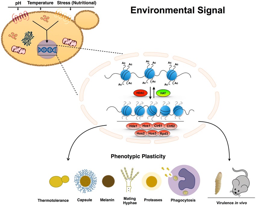 Model for HDAC regulation of the main virulence phenotypes in C. neoformans.