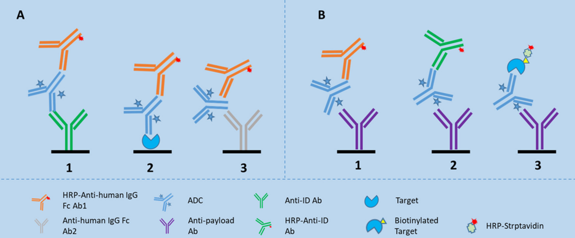 Fig.1 Immunogenicity testing. (Qin and Likun, 2022)