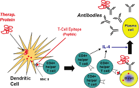 Dendritic cells and CD4+ T-cells - initiators of the immunogenic cascade leading to formation of anti-drug antibodies by B cells.