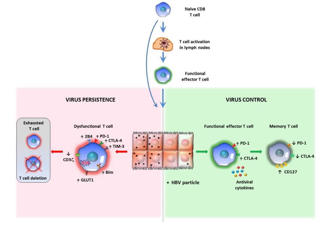Fig. 1 An image about the mechanisms of T cell responses in chronic HBV infection.