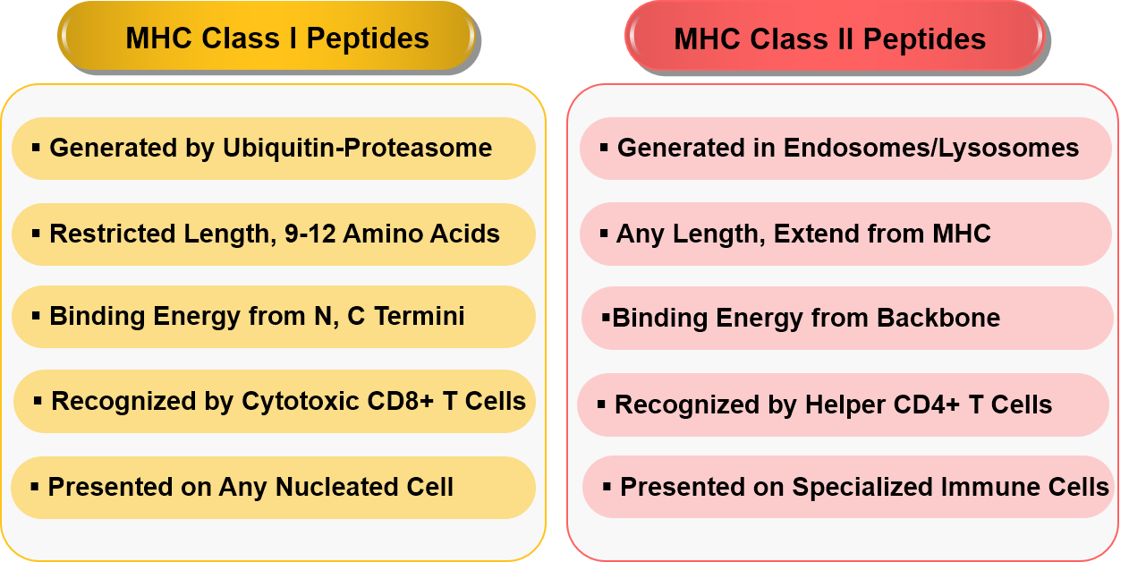 Comparison of MHC class I and class II peptides.(Creative Biolabs Original)