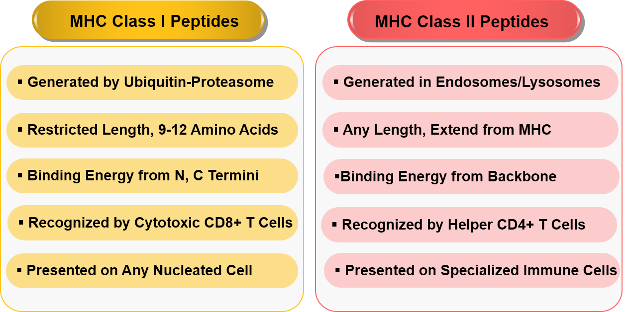 Comparison of MHC class I and class II peptides.
