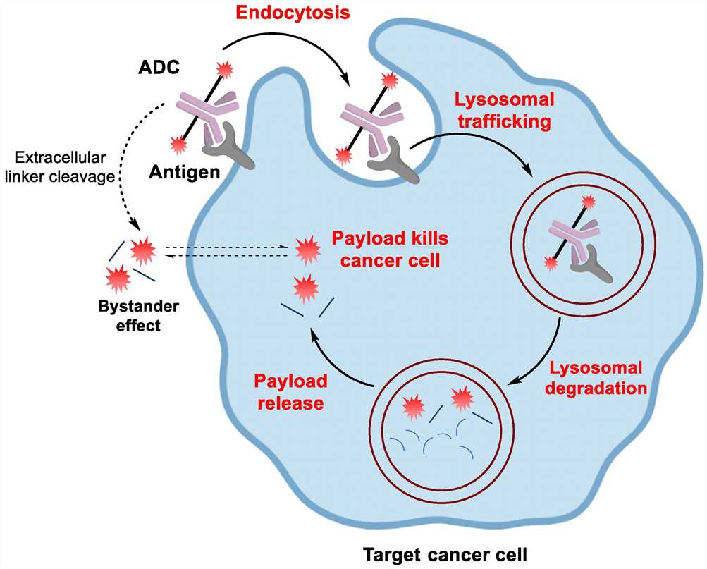 Fig. 1 Mechanism of action for ADC drugs (Cheng-Sanchez et al. 2022)