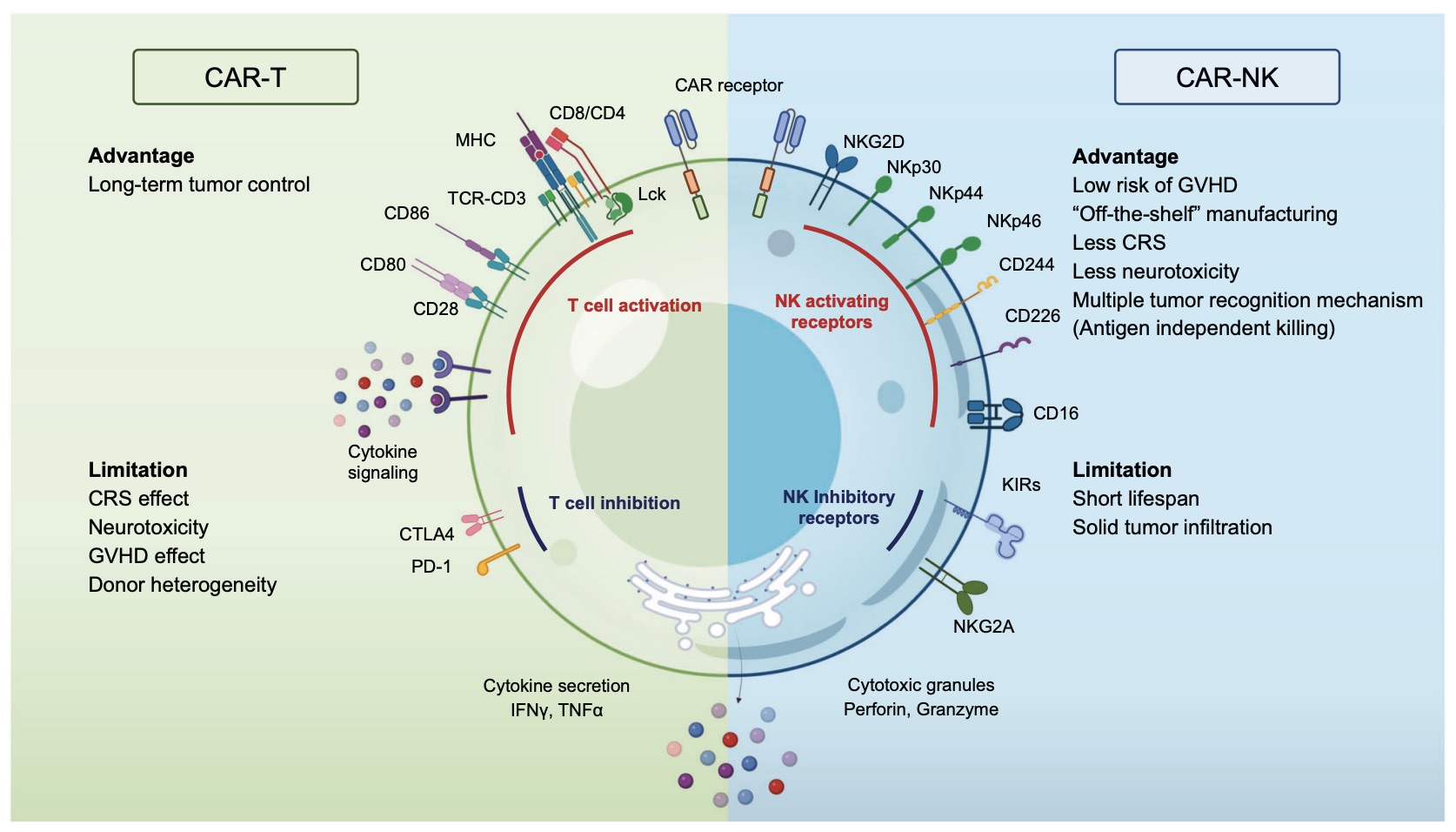 Fig. 1 Images showing advantages and limitations of CAR-T and CAR-NK cells.