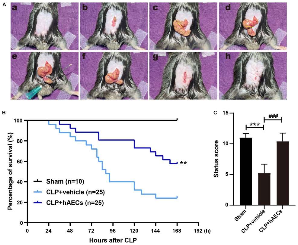 Fig. 1 Establishment of CLP-induced septic model and efficacy evaluation.
