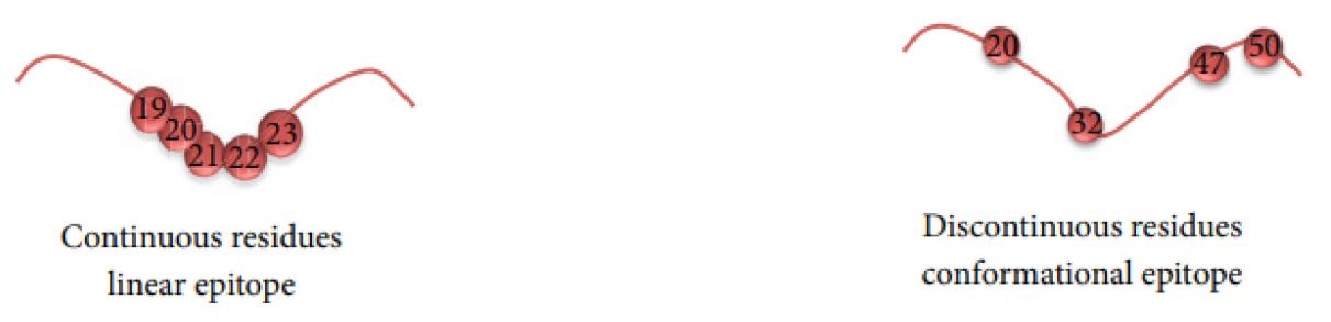Fig.2 B-cell epitopes. (Bukhari, et al., 2022)