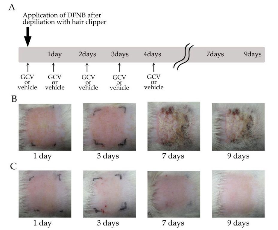 Fig. 1 An image about DNBF-induced contact dermatitis model.