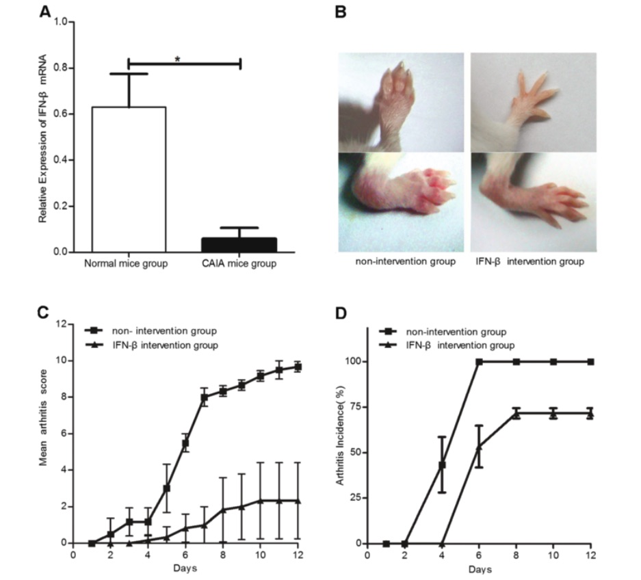 Fig. 1 Images showing endogenous IFN-β expression and the effect of IFN-β treatment on CAIA model mice.