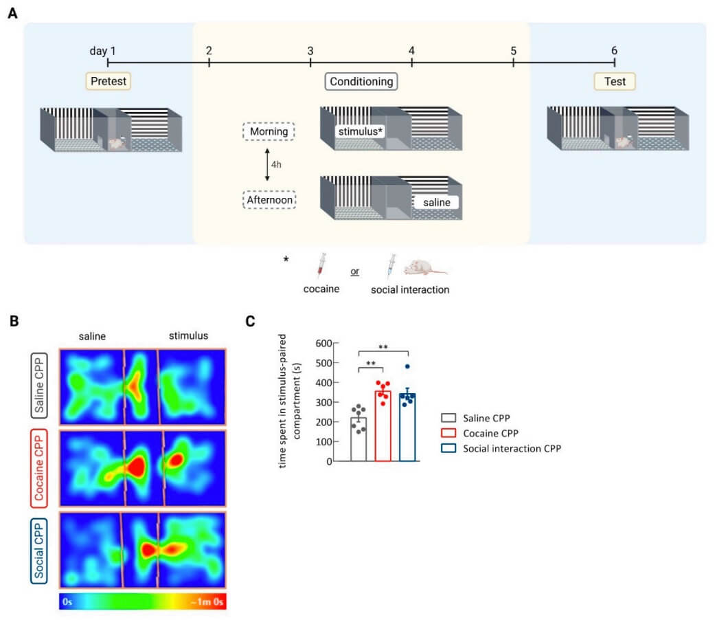 Fig. 1 Images of rats spent in the saline-, cocaine- and social interaction-associated compartments during the CPP test.