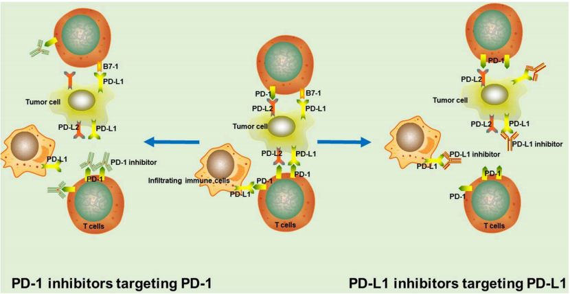 Fig.1 Mechanism of PD-1/PD-L1 inhibitors in tumors. (OA Literature)
