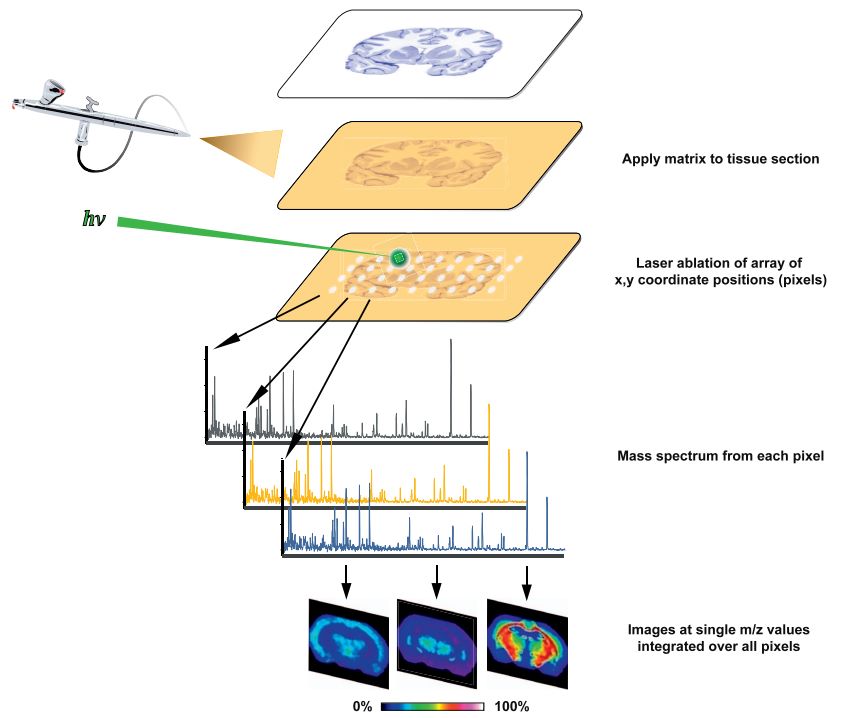 Fig.2 Understanding the MALDI IMS workflow. (OA Literature)