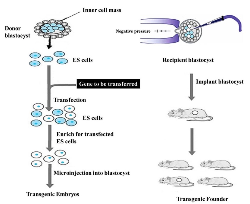 Fig. 1: A flow chart of DNA microinjection technique for construction of transgenic animals.