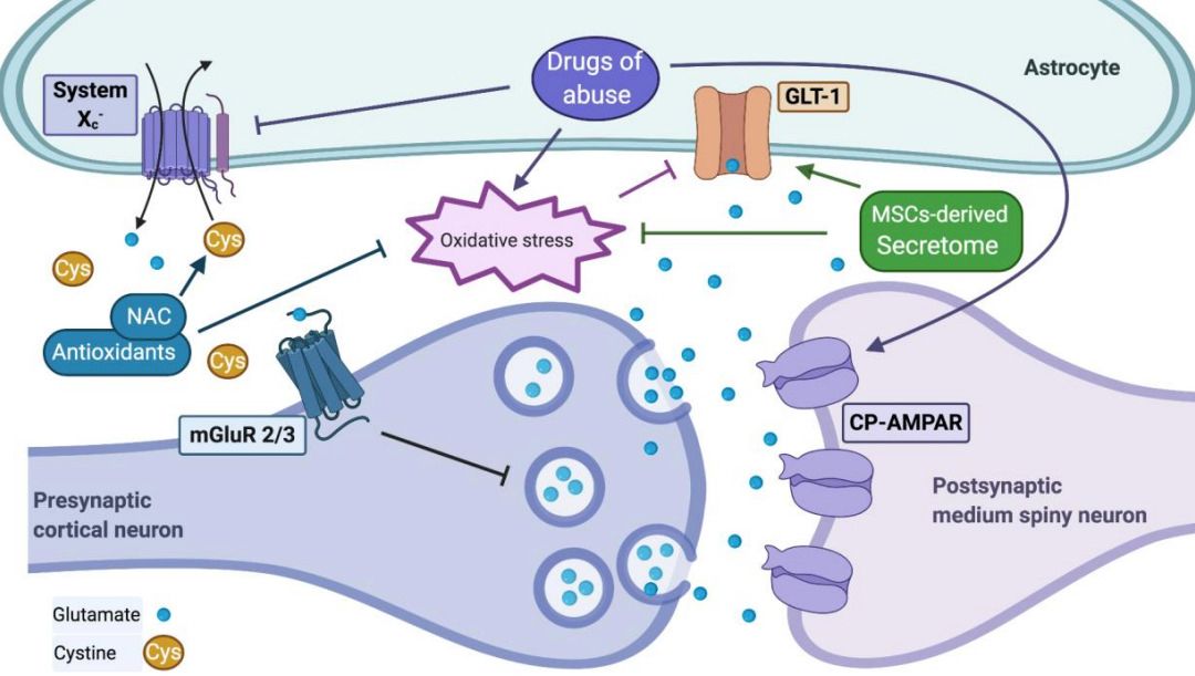 Fig. 1 The extracellular levels of glutamate are altered by drugs of abuse.