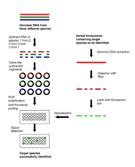 Method of manufacturing a suppression subtractive hybridization-based microarray and using it for fingerprinting herbal plants.