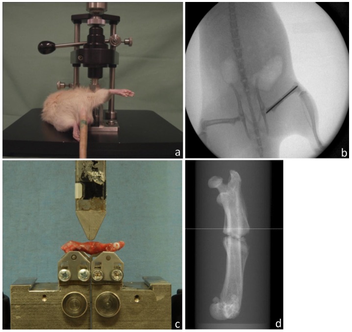 Fig. 1 The process of constructing the rat closed fracture model.