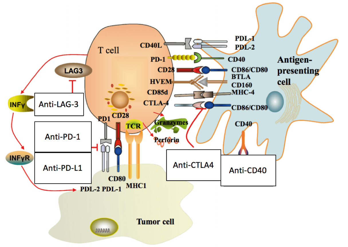 Fig. 1 Schematic representation of immune co-stimulatory and co-inhibitory molecule receptors on T-cells and their ligands among T cells, antigen-presenting cells and tumor cells, and targeting strategies and agents of immune checkpoint blockade therapy. (Liu and Cho, 2017).
