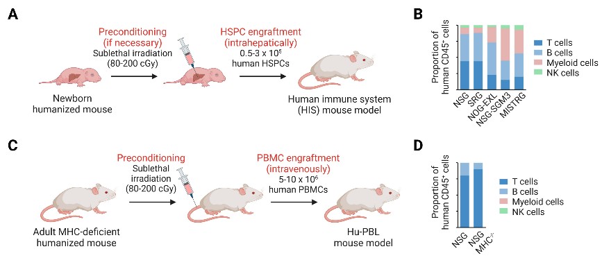 Fig.2 Establishment of human immune system mouse models. (OA Literature)