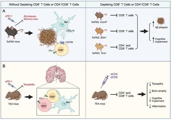 Fig.1 Investigating T cells in AD pathogenesis using two distinct alzheimer's mouse models. (OA Literature)