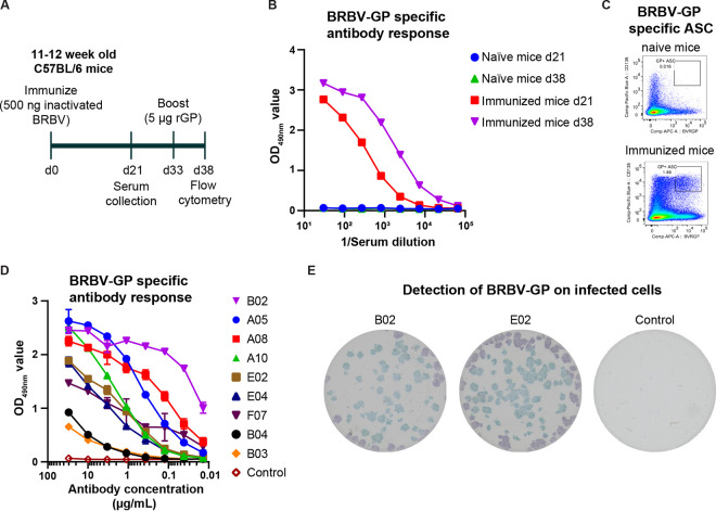 Fig.1 Generating and characterizing humanized monoclonal antibodies against BRBV GP. (OA Literature)