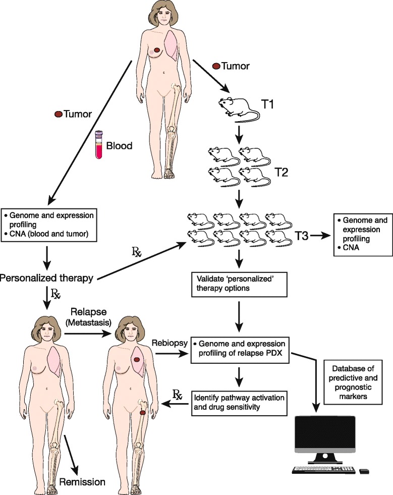 Fig.1 Mouse PDX models inform breast cancer patient treatment. (OA Literature)