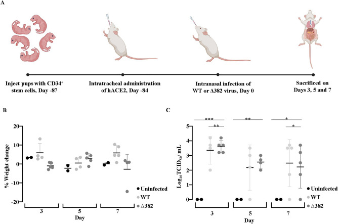 Fig.1 SARS-CoV-2 infection in humanized mice with hACE2 AdV. (OA Literature)