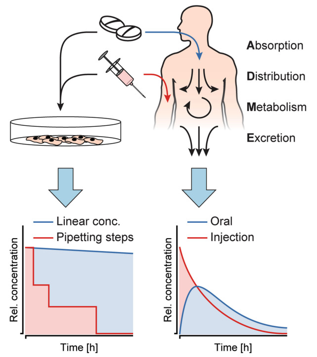Fig. 1 The concentration profiles of substances in in vitro experiments differ from those observed in vivo.