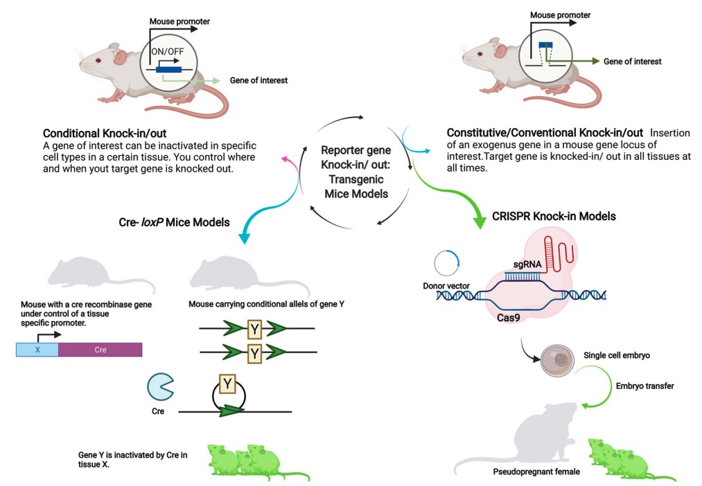 Fig. 1 The most advanced technologies and approaches for developing transgenic mouse models.