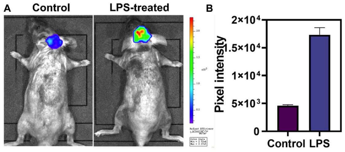 Fig. 1 HOCl levels of LPS-induced neuroinflammation mice.