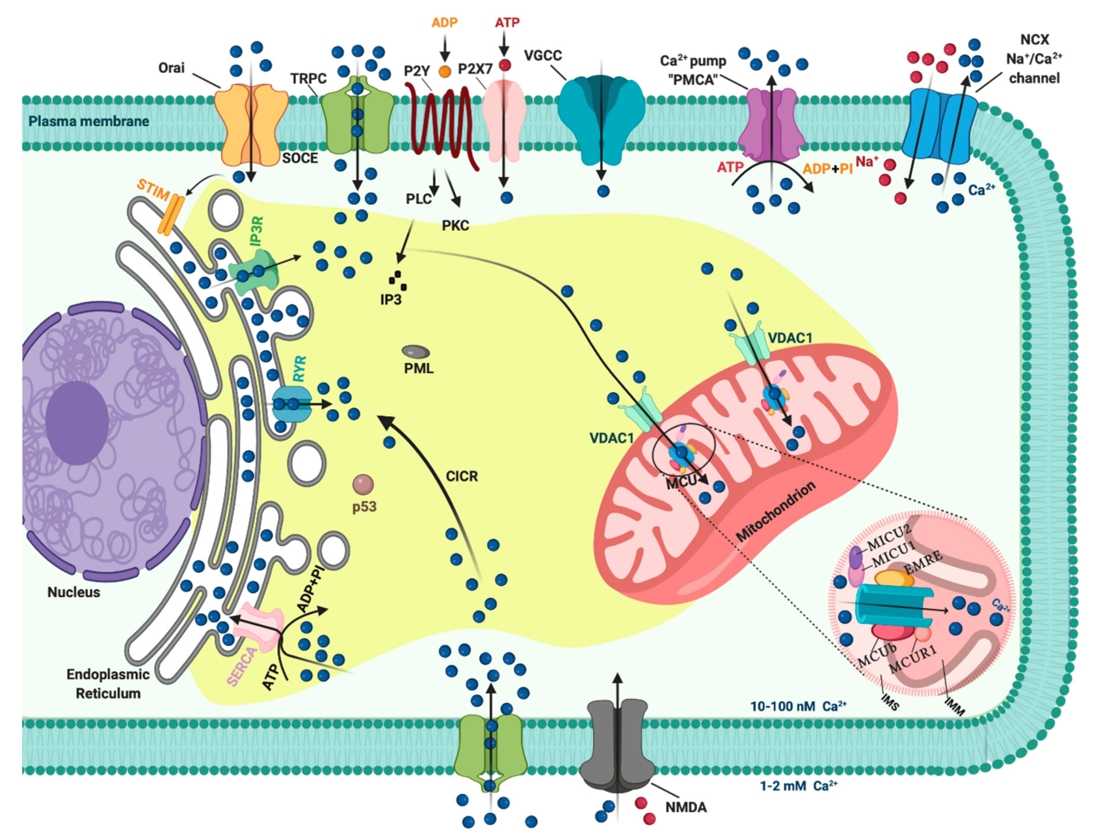 Fig.1 Ca2+ signaling pathway overview in cellular. (Patergnani, et al., 2020)