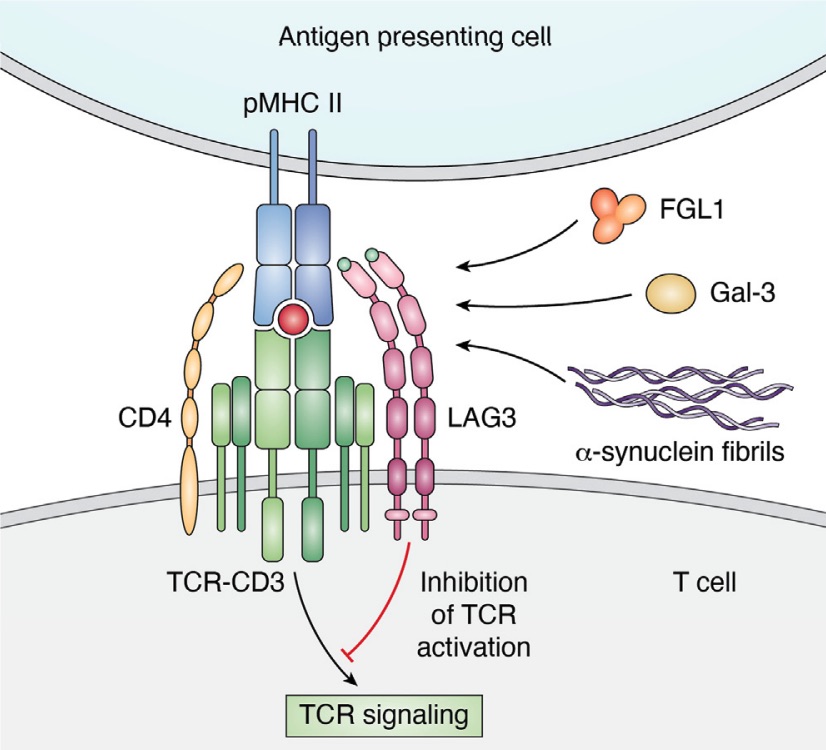 Fig. 1 An image of LAG3 ligands.
