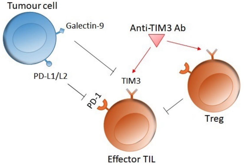 Fig. 1 An image showing the function of Tim3.