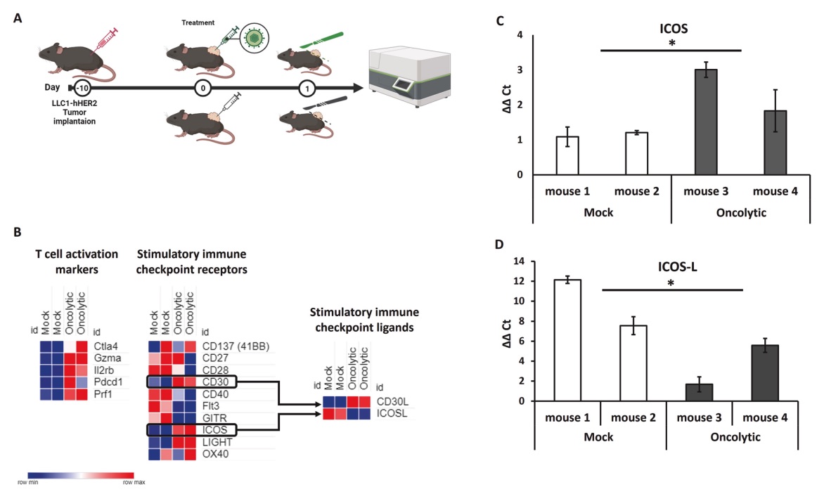 Fig. 1 An image showing tumor microenvironment perturbation after OV treatment.