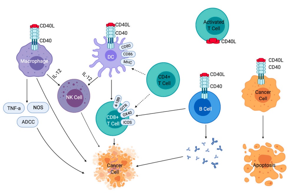 Fig. 1 An image of CD40-CD40L signal pathway.