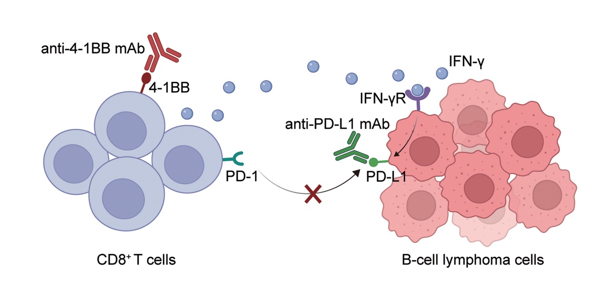 Fig. 1 An image of how PD-L1 blockade and 4-1BB agonism elicited enhanced antitumor effect in BCL.