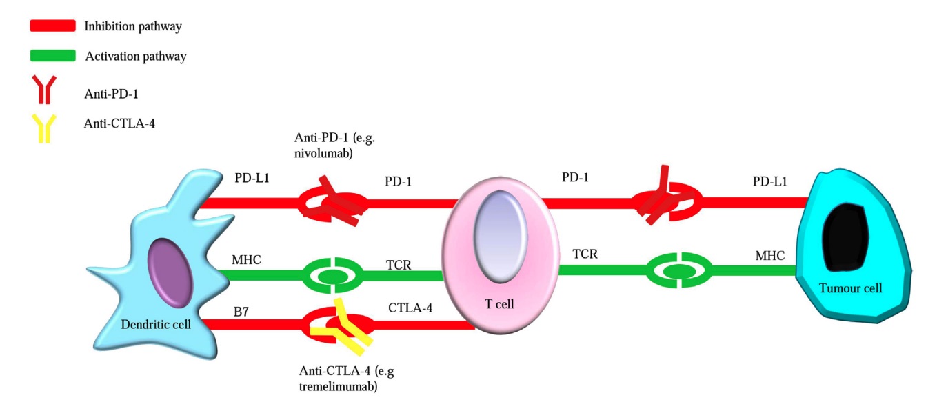 Fig. 1 Images showing the mechanism of CTLA-4 and PD-1 inhibitors in tumor immunotherapy.