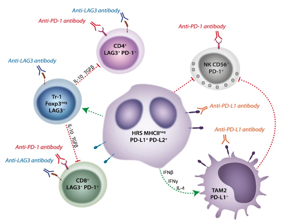 Fig. 1 Images showing MHC-II Deficient Classical Hodgkin Lymphoma fosters a unique tumor microenvironment that is amenable to dual LAG-3/PD-1 blockade.