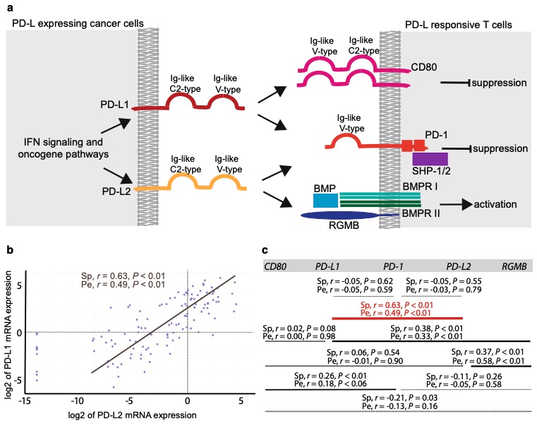 Fig. 1 Images showing the correlation analyses of PD-L1 and PD-L2 expression in 114 NSCLC cell lines from the CCLE dataset.