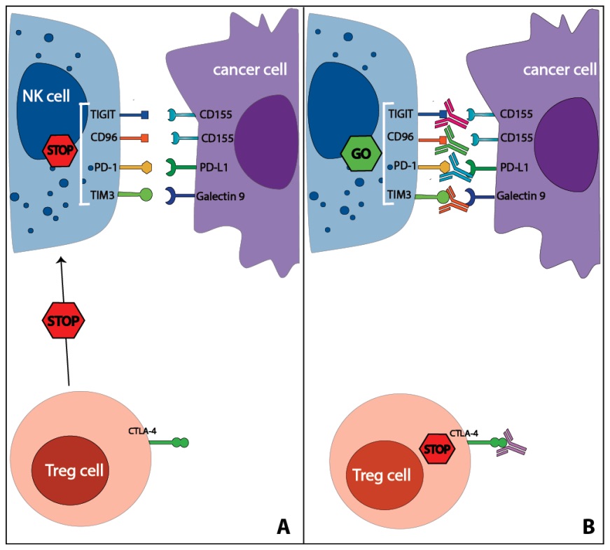 Fig. 1 Images showing the effects of immune checkpoint inhibitor therapies on NK cells.