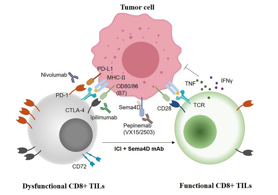 Fig. 1 An image showing the synergistic anti-tumoral strategies of combination Sema4D mAb with immune checkpoint inhibitors.