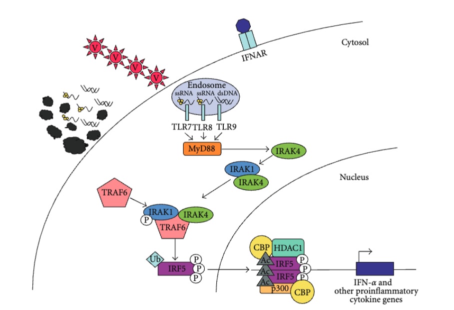 Fig. 1 An image showing cells use TLRs as sensors to detect the presence of viruses (V) via TLR7, -8, and -9.