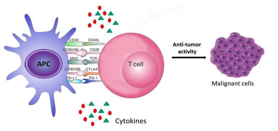Fig. 1 An image of the main immune cells recruited for tumor defense.