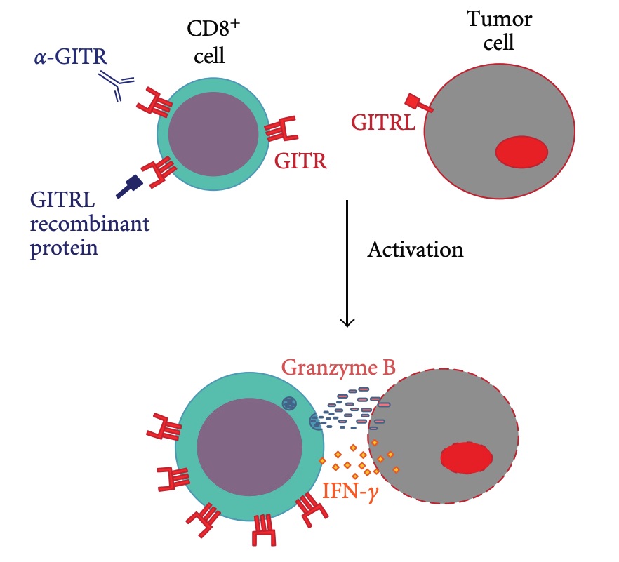 Fig. 1 An image showing GITR function in antitumoral immunity.