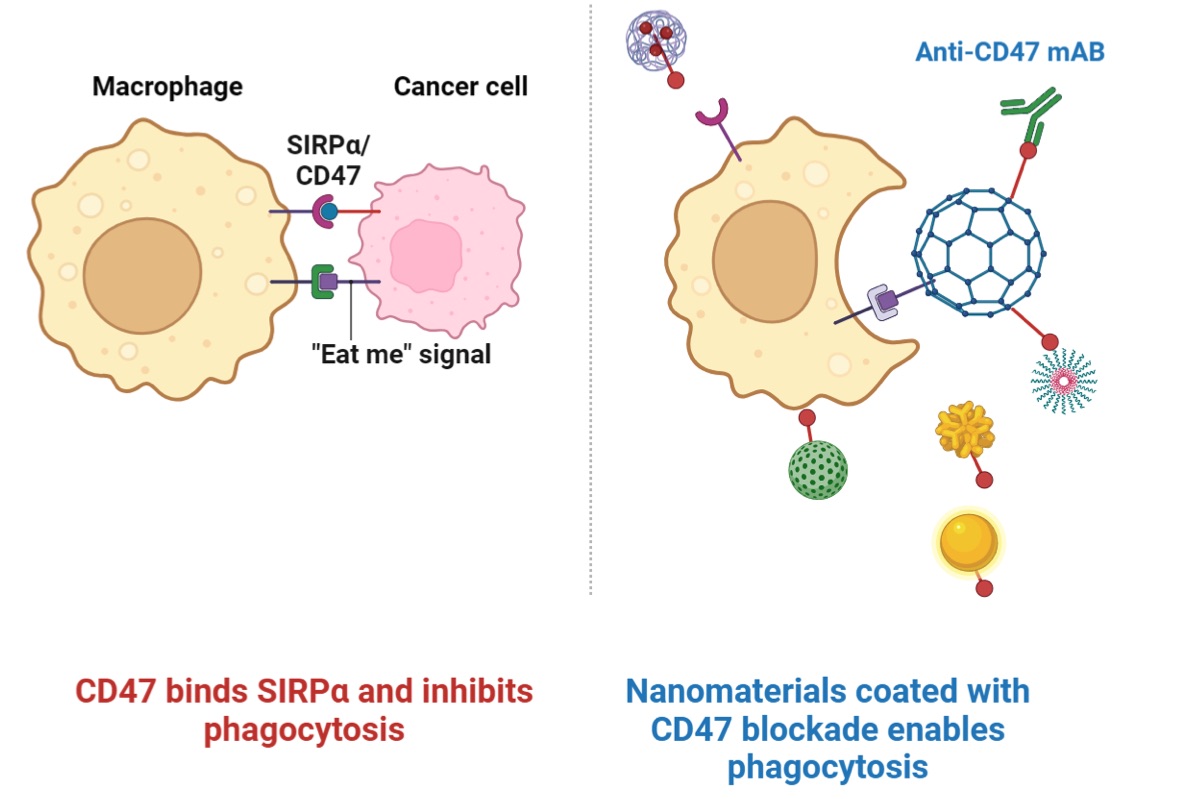Fig. 1 Images showing the interaction between CD47 and SIRP.