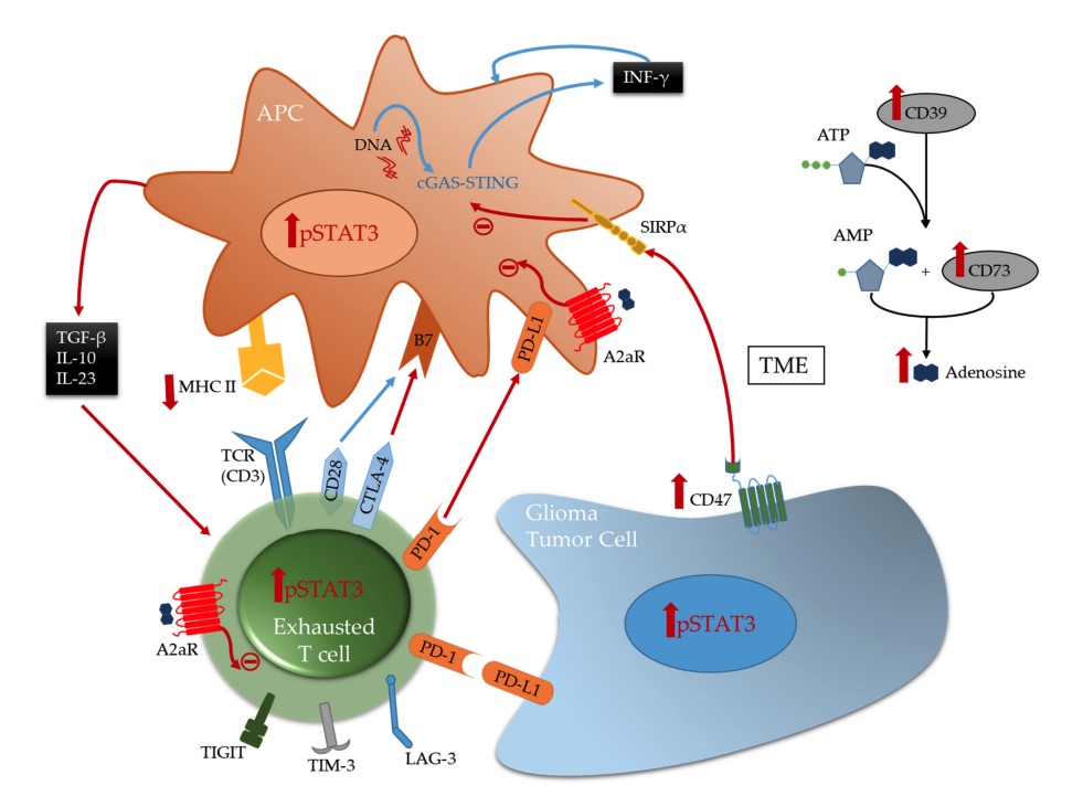Fig. 1 Images showing immunosuppressive cross-talk between the immune system and glioma tumor cells.