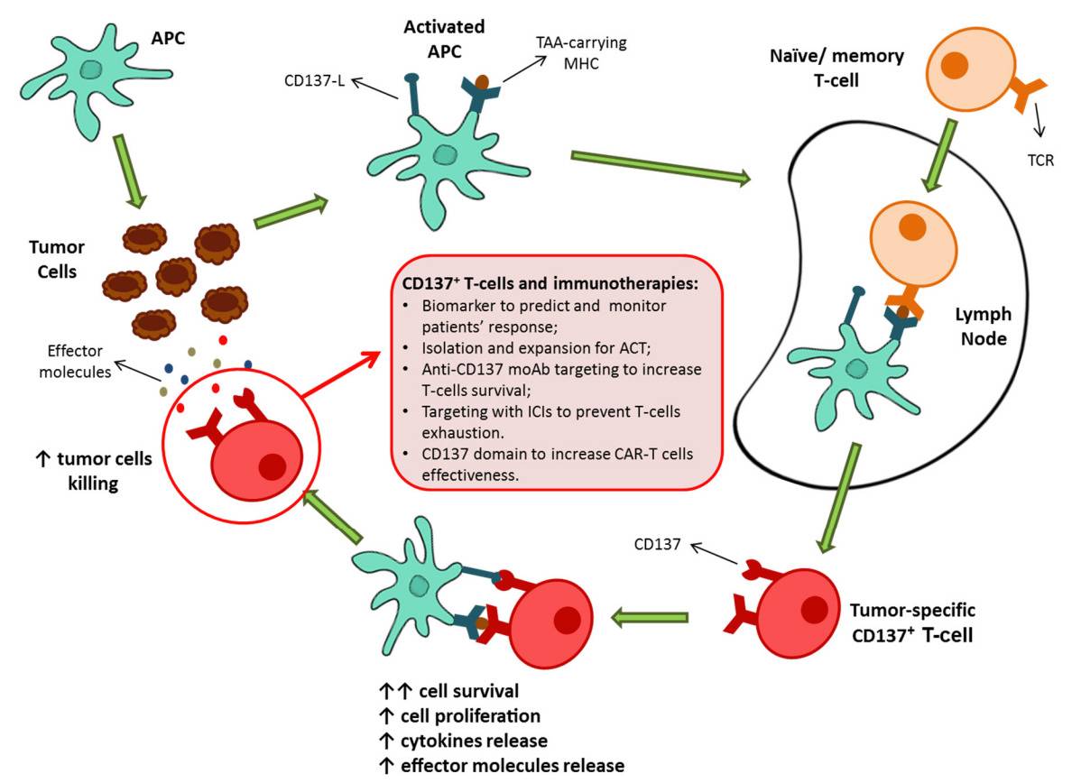 Fig. 1 An image about CD137+ T-cell activation.